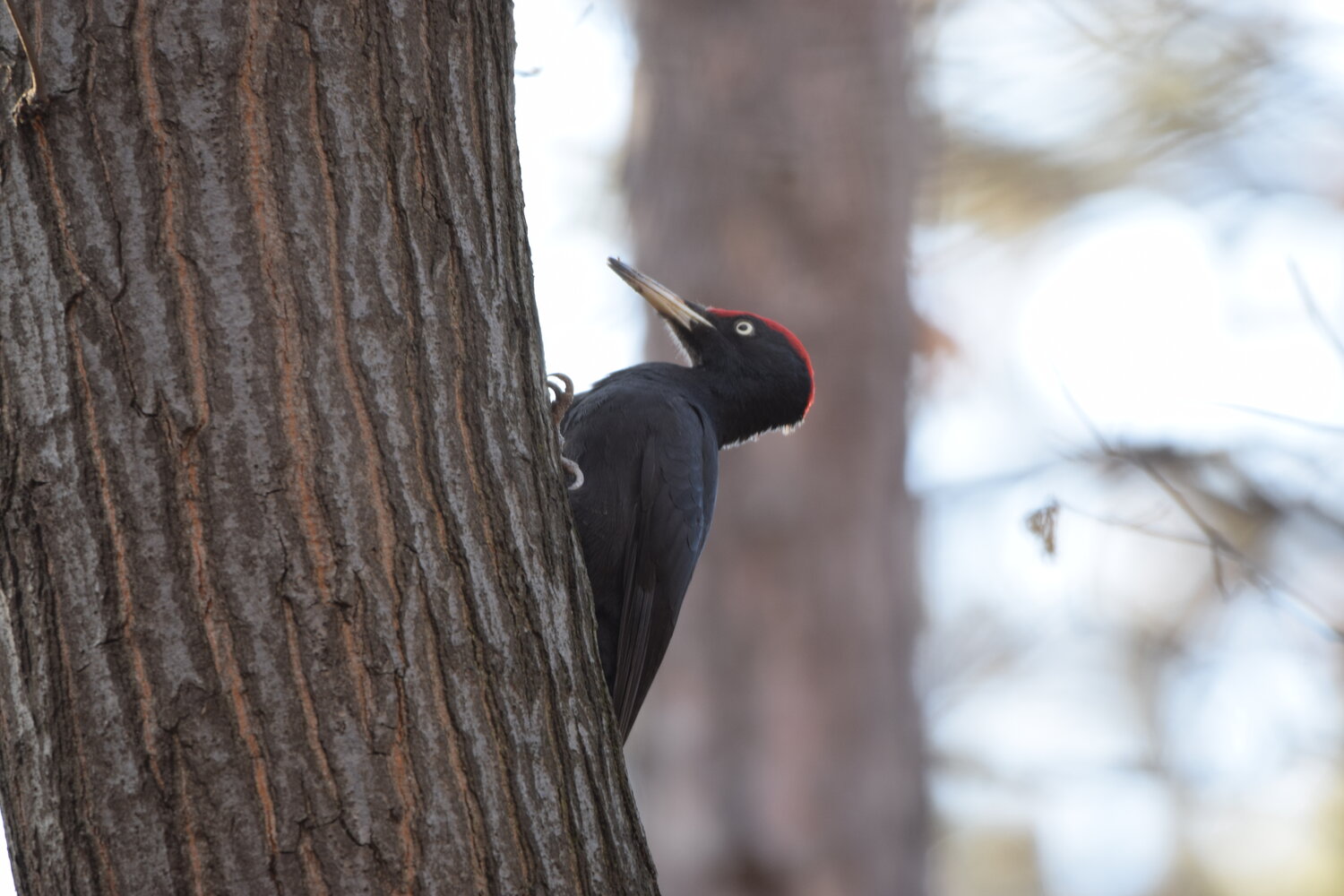 1 Day Birding Tour Around Capital City of Sofia -NEW- 